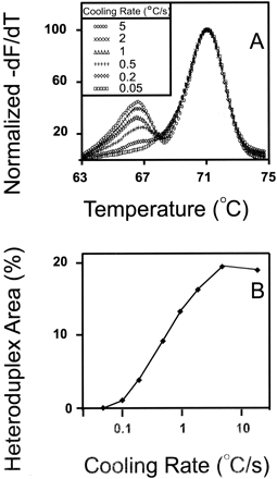 Heteroduplex formation is greater with rapid cooling.