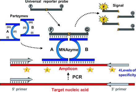 MNAzyme qPCR reactions contain the template (i.e,. RNA or DNA), PCR primers, partzyme A, partzyme B, and the universal reporter probe. The partzymes are composed of (i) a target-binding domain, (ii) a partial catalytic core, and (iii) a probe-binding domain. Upon generation of amplicons, the 2 partzymes can bind to the sequence complementary to their target-sensing arms. The fluorescently labeled reporter probe also binds to the partzymes, and once the active catalytic core is formed, the probe is cleaved, producing a signal that is indicative of successful amplification of the target gene or transcript. F, fluorophore; Q, quencher.