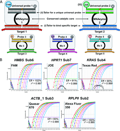 (A), Tailor sensor arms to bind to each specific target (i). The catalytic core and probe-binding domains are universal (hatched boxes). However, each probe domain in a multiplex must be tailored to a unique sequence (ii), and each probe in a multiplex must be labeled with a different fluorophore (iii). (B), Amplification plots generated from the quintuplex MNAzyme RT-qPCR reaction (500 ng to 120 pg). Eff, efficiency; r2, coefficient of determination (i.e., the correlation coefficient squared).