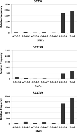 To calculate the relative prevalence of each type of SNC, the sum of correct base calls (A>A, C>C, G>G, and T>T) was used as the denominator for data normalization, and the normalized value was then multiplied by 106. In every case, C:G>T:A changes comprise the majority of the potentially artifactual SNCs.