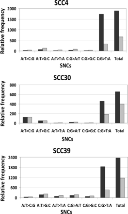 SNCs were filtered using lower and upper thresholds of >1% and <10% to minimize contamination by sequencing errors and true changes. To calculate the relative prevalence of each type of SNC, the sum of correct base calls (A>A, C>C, G>G, and T>T) was used as the denominator for data normalization, and the normalized value was then multiplied by 106.