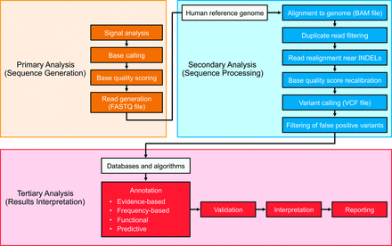 The analysis pipeline is typically considered to comprise the 3 main stages of primary, secondary, and tertiary analysis. Primary analysis generally occurs on-board the sequencing instrument and leads to the generation of genomic sequence in a quality-scored text format. Secondary analysis leads to the detection of variant sequences of various biological categories, and tertiary analysis may include confirmation (or validation) of variants and provides the contextualization of variant information to facilitate interpretation, ideally culminating in clinical decision-making. This general framework varies depending on the precise analytical application, and successful clinical implementation of such work flows requires extensive expertise in bioinformatics and clinical regulatory issues.