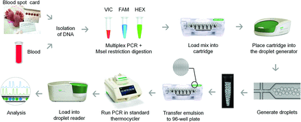 DNA droplets were generated using the droplet generator and transferred in the PCR thermocycler. PCR plates were finally loaded onto the droplet reader for CNV detection analysis.