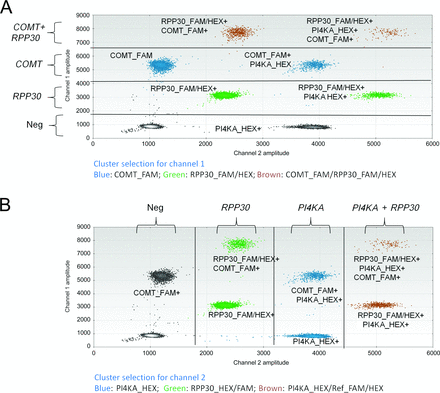 Droplet clusters selected in gray indicate negative droplets (containing no target or reference genes), in green indicate droplets positive for the reference gene RPP30, in blue indicate droplets positive for the target gene (COMT or PI4KA), and in brown indicate droplets positive for both reference and target genes. (A), Selection of clusters from channel 1 identifies positive droplets for the COMT gene. (B), Selection of clusters from channel 2 identifies positive droplets for the PI4KA gene.