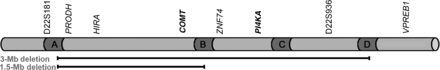 The common 3-Mb and nested 1.5-Mb deletion regions and the genes COMT and PI4KA (in bold), which were utilized as markers for 3.0-Mb and 1.5-Mb deletions in the study, are shown. Also represented within the chromosome are the low-copy regions A–D, the 2 DNA markers D22S181 and D22S926, and the genes PRODH [proline dehydrogenase (oxidase) 1], HIRA, COMT, ZNF74, PI4KA, and VPREB1.