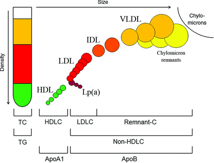 Standard lipid profiles consist of measurements of TC, TG, HDLC, and LDLC; however, a standard lipid profile could also report calculated Remnant-C and calculated non-HDLC. Remnant-C, calculated as TC − HDLC − LDLC, is all cholesterol not found in LDL and HDL, i.e., in all TG-rich lipoproteins: VLDL, IDL, and, in the nonfasting state, chylomicron remnants. Non-HDLC, calculated as TC − HDLC, represents a comprehensive measure of all cholesterol found in atherogenic lipoproteins: LDLC, Remnant-C, and Lp(a) cholesterol. ApoB and apoA1 can be used as alternatives to non-HDLC and HDLC. The cholesterol content of Lp(a), corresponding to approximately 30% of Lp(a) total mass, is included in TC, non-HDLC, and LDLC measurements and its apoB content in the apoB measurement.
