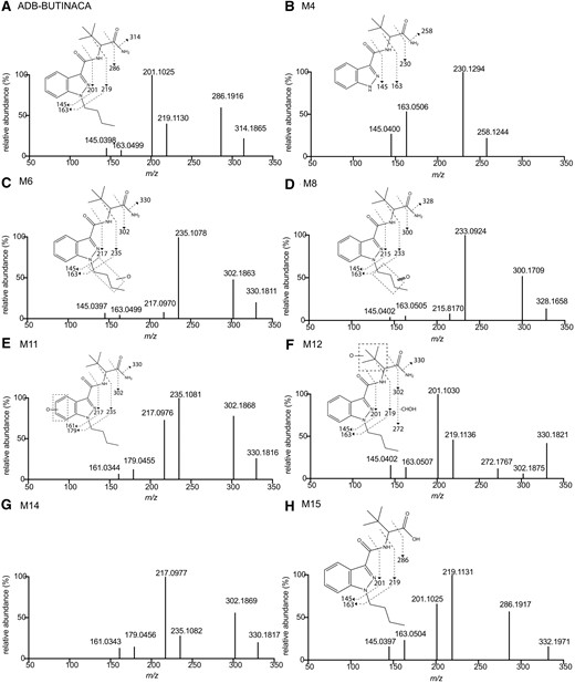 MS/MS spectra and assigned chemical structural fragmentation patterns of ADB-BUTINACA (A), M4 (B), M6 (C), M8 (D), M11 (E), M12 (F), M14 (G), and M15 (H). M11 and M14 as indazole ring hydroxylated metabolites had same fragmentation patterns.