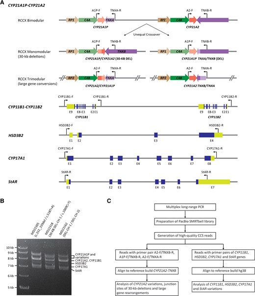 Strategy for CACAH. (A), Position of multiplex PCR primer pairs for long-range PCR; (B), agarose gel showing the expected amplicons for different CAH genes; (C), customized bioinformatics pipeline for variation analysis.
