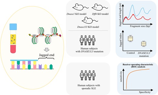 Study design. cfDNA molecules would bear jagged ends resulting from nuclease cutting. Mouse models with Dnase1, Dnase1l3, or Dffb deletion were firstly used to explore the detailed relationship between jagged ends and nucleases based on jagged end length distribution. Human subjects carrying heterozygous or homozygous DNASE1L3 mutation were studied to validate the utility of jaggedness in familial SLE. Receiver operating characteristic analysis was performed to assess the performance of jaggedness in discriminating patients with and without sporadic SLE.