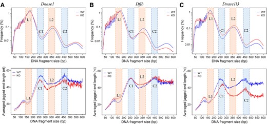 Jagged end lengths of plasma DNA in mouse models with different nucleases deficiency. (A), Upper panel: Fragment size profile (in logarithmic scale) between mice with Dnase1 deletion (red, n = 7) and wild-type counterparts (blue, n = 7), with annotations regarding L1 and L2 (shaded in orange), C1, and C2 (shaded in blue). Lower panel: Jagged end lengths across fragment sizes between mice with Dnase1 deletion (red, n = 7) and wild-type counterparts (blue, n = 7). (B), Upper panel: Fragment size profile (in logarithmic scale) between mice with Dffb deletion (red, n = 6) and wild-type counterparts (blue, n = 6). Lower panel: Jagged end lengths across fragment size between mice with Dffb deletion (red, n = 6) and wild-type counterparts (blue, n = 6). (C), Upper panel: Fragment size profile (in logarithmic scale) between mice with Dnase1l3 deletion (red, n = 5) and wild-type counterparts (blue, n = 5). Lower panel: Jagged end lengths across fragment sizes between mice with Dnase1l3 deletion (red, n = 5) and wild-type counterparts (blue, n = 6). KO and WT represent the nuclease-deficient group and the corresponding wild-type group, respectively.