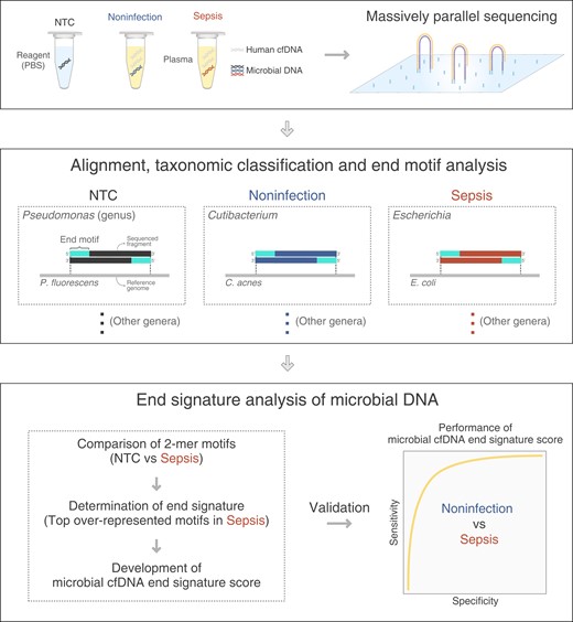 Schematic diagram illustrating the study design. This study involved 3 sample groups: namely, no-template control (NTC) samples, plasma samples from participants with microbiological culture or serology confirmed sepsis (sepsis), and without infection (noninfection). After the completion of massively parallel sequencing, sequencing reads were aligned to reference genomes from microbes and human. The sequencing reads uniquely aligned to microbial genomes were used for downstream analysis. The taxonomic classification at the genus level was performed to identify microbial DNA sequences. Microbial sequences within the NTC samples were defined as contaminating microbial DNA. Microbial sequences of pathogens confirmed by microbiological culture in septic patients were referred to as infection-causing pathogen-derived microbial cfDNA. We characterized the end motif profiles of pathogen-derived microbial cfDNA associated with each genus and identified microbial cfDNA end signature score that could be used to distinguish pathogen-derived cfDNA from DNA contaminations. Microbial sequences detected in participants without infection were used as an independent validation dataset for contaminating microbial DNA.