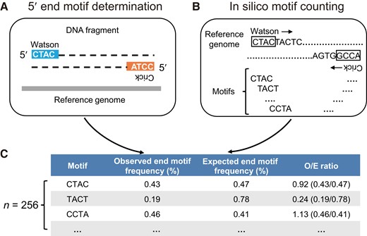 DNA end motif determination and normalization. (A), The observed 5 4-mer end motif frequency of sequenced DNA fragments was determined using both the Watson and Crick strands; (B), A sliding window method was used to determine the expected 4-mer motif frequencies from both the Watson and Crick strands of a given reference genome; (C), The observed end motif frequency was normalized by the expected end motif frequency, and the resultant value was referred to as the O/E ratio.