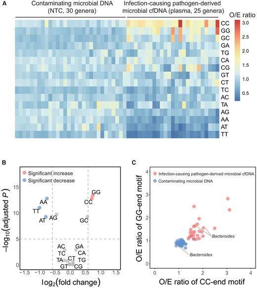 Determination of end motif signatures of pathogen-derived microbial cfDNA. (A), The heatmap illustrates the O/E ratios of 2-mer end motifs between contaminating microbial DNA (30 genera) and pathogen-derived microbial cfDNA (25 genera). End motifs were sorted in descending order based on the mean value of O/E ratios among pathogen-derived microbial cfDNA; (B), Volcano plot showing the fold change vs statistical significance (false discovery rate (FDR) adjusted P value) when comparing pathogen-derived microbial cfDNA and contaminating microbial DNA in terms of O/E ratio. The significantly overrepresented (fold change 1.5, adjusted P 105) and underrepresented (fold change 0.67, adjusted P 105) end motifs in pathogen-derived cfDNA were denoted in red and blue colors, respectively; (C), Scatterplot showing O/E ratios of CC-end motif and O/E ratios of GG-end motif between contaminating microbial DNA (blue dots) and pathogen-derived microbial cfDNA (red dots). The Bacteroides signals were included in both groups and labeled in the graph.