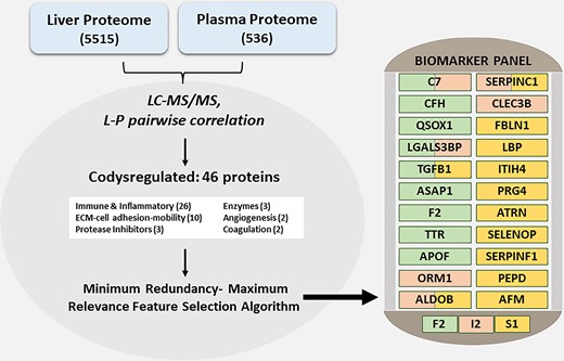Integrative liver: plasma proteomics for AALD. This graphic summarizes the steps involved in the development of a biomarker panel for AALD integrating the liver and plasma proteome. In the liver, 5515 proteins were detected and 536 proteins were detected in plasma. Liver-plasma pairwise correlation identified 46 co-dysregulated proteins that were modeled via a machine-learning approach to predict significant fibrosis (stage 2, F2), inflammatory activity (numerical sum of ballooning and inflammation according to the NAFLD Activity Score, I2), or steatosis (S1) (3). Abbreviations: C7, complement component 7; CFH, complement factor H; QSOX1, quiescin sulfhydryl oxidase 1; LGALS3BP, lectin galactoside-binding soluble 3 binding protein; TGFB1, transforming growth factor-beta 1; ASAP1, ArfGAP (ADP-ribosylation factor-directed GTPase-activating protein 1) with SH3 domain, ankyrin repeat- and PH domain 1; F2, coagulation factor II, thrombin; TTR, transthyretin; APOF, apolipoprotein F; ORM1, orosomucoid 1; ALDOB, aldolase B; SERPINC1, serpin family C member 1; CLEC3B, C-type lectin domain family 3 member B; FBLN1, fibulin 1; LBP, lipopolysaccharide binding protein; ITIH4, inter-alpha-trypsin inhibitor heavy chain 4; PRG4, proteoglycan 4; ATRN, attractin; SELENOP, selenoprotein P; SERPINF1, serpin family F member 1; PEPD, peptidase D; AFM, afamin.