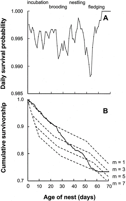 (A) The daily probabilities of survival for parrotlet nests in relation to nest age (days after the first egg), plotted as a 3-day running mean. Brooding varies in duration as a function of clutch size, and represents a transition between incubation and nestling periods. (B) The cumulative probability of survival for parrotlet nests as a function of nest age. Solid line represents the actual cumulative survival probabilities, while dotted lines represent expected values based on m, the egg on which incubation begins, assuming constant rates of survival within periods (from Table 3), using P0 = 0.9 times P1