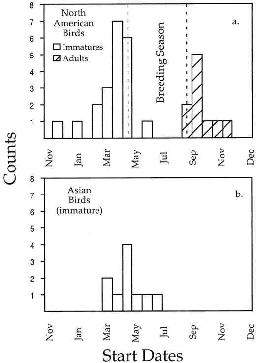 Start dates (a) for juvenile primary replacement and adult primary molt in North American Pelagic Cormorants and (b) for juvenile primary replacement in Asian Pelagic Cormorants