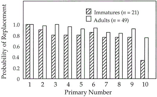 Probability of individual primaries being recently replaced in adult and immature Pelagic Cormorants collected during the breeding-season arrest in molt