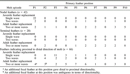 Frequency distribution of focal (growing) feathers in a study of Pelagic Cormorants from North America and Asia, divided into three feather categories: nodal feathers, terminal feathers and feathers indicating direction of molt (see Table 2)