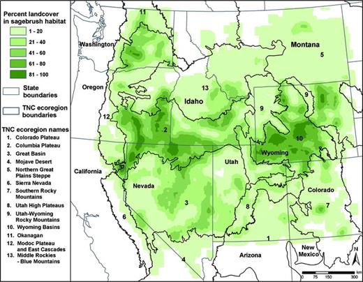 Large-scale patterns of tall sagebrush distribution in the western United States can give the false impression that conservation of sagebrush ecosystems is not critical because of their wide distribution. The map depicts the percent of land cover within a 25-km radius of each map cell dominated by tall sagebrush, produced by resampling the base map (Comer et al. 2002) to a 2.5-km resolution. Tall sagebrush species include basin big sagebrush, Wyoming big sagebrush, mountain big sagebrush, and silver sagebrush. Ecoregions (Nature Conservancy 2001) with >1% of their land surface dominated by sagebrush are shown (Table 1)