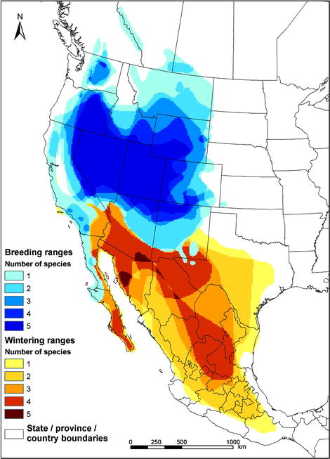 Combined breeding and wintering ranges of Brewer's Sparrow, Sage Sparrow, Sage Thrasher, Green-tailed Towhee, and Gray Flycatcher. For conservation to succeed, researchers and managers must recognize the continental scale at which sagebrush-breeding birds live. Ranges were delineated from individual Birds of North America accounts (Appendix)