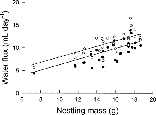 The relationship between water influx (unfilled circles and dashed line) and water efflux (filled circles and solid line) of nestling Mountain White-crowned Sparrows, as determined by doubly labeled water, and nestling body mass. The least-squares regression lines are described by text equations 4 and 5.