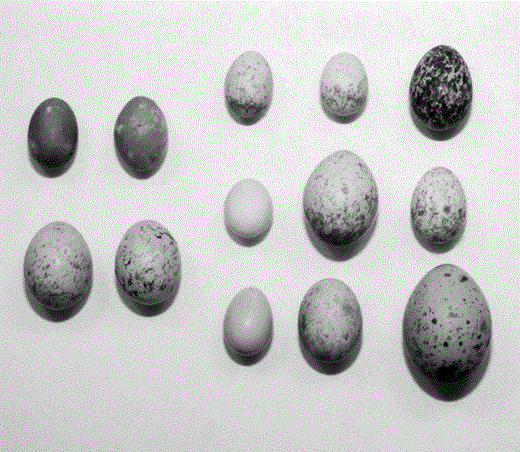 Eggs of cuckoos and their potential hosts in New Zealand. Far left column, from top to bottom: real Shining Cuckoo (olive-green; 18.5 × 12.5 mm), real Long-tailed Cuckoo (creamy-white with brownish blotches; 23.0 × 17.0 mm). Second column from left: model eggs painted to resemble each cuckoo species, respectively. Middle column, top to bottom: real eggs of Grey Warbler (white with reddish-brown speckling; 17.0 × 12.0 mm), Rifleman (white; 16.0 × 12.5 mm), and Silvereye (pale blue; 17.5 × 13.0 mm). Second column from right, top to bottom: real eggs of Fantail (white with light brown speckling; 16.0 × 12.0 mm), New Zealand Robin (cream with purplish-brown spots; 25.0 × 18.5 mm), and Bellbird (pinkish-white with reddish-brown spots; 23.0 × 16.0 mm). Far right column, top to bottom: real eggs of New Zealand Pipit (cream with heavy brown blotches; 23.0 × 17.0 mm), Brown Creeper (white to dark pink with reddish-brown speckling; 18.5 × 14.0 mm), and Saddleback (gray or white with dark blotches; 29.0 × 22.0 mm). Color descriptions and measurements of eggs from Heather and Robertson (1996)
