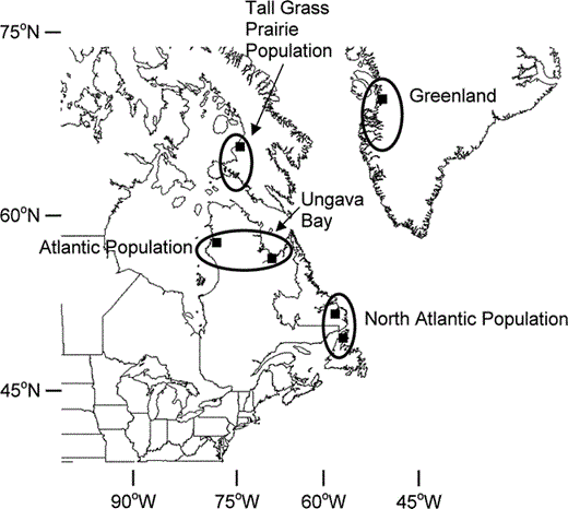 Sampling locations of breeding Canada Geese (Branta canadensis) from putative source populations in eastern North America and newly colonized sites in Greenland. Population names are as defined in Dickson (2000)