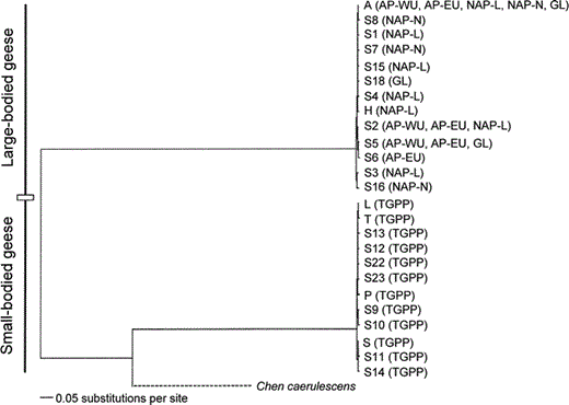 Neighbor-joining tree of Canada Goose (Branta canadensis) haplotypes. The population(s) in which the haplotype was observed are shown in parentheses (GL: Greenland; NAP: North Atlantic Population; L: Laborador; N: Newfoundland; AP: Atlantic Population; EU: eastern Ungava Peninsula; WU: western Ungava Peninsula; TGPP: Tall Grass Prairie Population; Fig. 1). Due to size constraints, the broken line connecting the Chen caerulescens outgroup to the ingroup B. canadensis clade is not proportional to the true branch length
