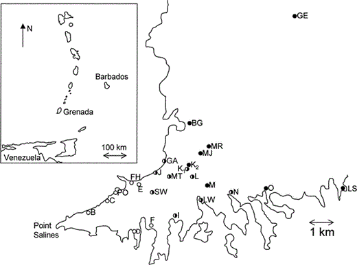The location of Banaquit sampling sites on the Point Salines peninsula in southwestern Grenada, with (inset) the Lesser Antilles showing the position of Grenada. Circles indicate approximate proportion of black-morph birds at a site in 2002: unfilled: = <20% black morph, half-filled = 20–80%; filled = >80%. Table 1 contains exact values for each site. We split Wunderle's (1983) site K into K1 (Golf Course South) and K2 (Golf Course North) owing to differences in morph ratio in the two areas. Single-letter codes are sites originally sampled by Wunderle (1983); see Table 1 for full names of all sites
