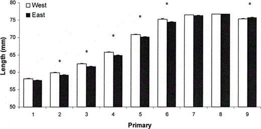 Standardized primary lengths of House Finches in two populations in the eastern and western United States (Ithaca, New York, n = 92 birds, and Boise, Idaho, n = 60 birds). Asterisks above bars indicate primaries for which the two samples differed significantly using one-way ANOVA and sequential Bonferroni corrections following a significant MANOVA