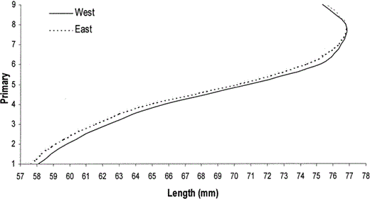 Graphical representation of distal wing segments produced using mean standardized primary lengths to visualize differences in wing morphology between eastern and western House Finches (note that these are not wing tracings). Wings are less rounded proximally (thinner) and more pointed distally in eastern House Finches, which appears to correlate with their more migratory habit