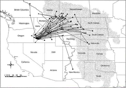 Summer migration routes of 34 female Prairie Falcons from southwest Idaho nesting grounds, June–July 1999–2003. Includes routes from two consecutive years for 12 individuals. Solid black circles represent the best location estimates for transmission periods and represent approximately 36% of the location estimates received during the migration period for each bird. Black squares depict the best location estimates during the first transmission periods within the summer use areas. Gray line represents the Continental Divide, and the stippled area depicts the Great Plains