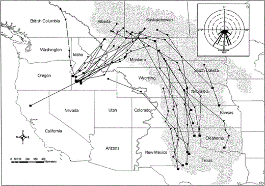 Fall migration routes of 24 satellite-tracked Prairie Falcons, August–December, 1999–2002. Includes routes from two consecutive years for 5 individuals. Solid black circles depict summer use areas, triangles represent the best location estimates for transmission periods during migration, and black squares depict the best location estimates during initial transmission periods within winter use areas. Inset depicts initial bearings of fall movements between summer and winter areas. Gray line represents the Continental Divide, and the stippled area depicts the Great Plains