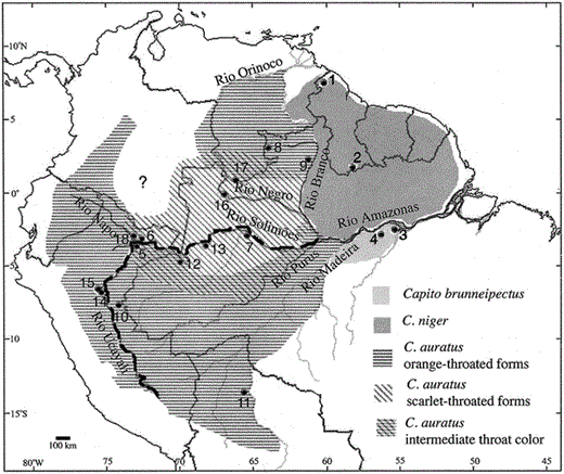 Localities of specimens of Capito niger complex. Numbers on the map refer to localities in Table 1. Shading pattern reflects species and plumage type. The question mark indicates areas of uncertain C. auratus distribution. The dark line indicates the major break seen in the phylogeny (Figs. 2 and 3) separating birds found north and west of the Amazon, Solimões, and Ucayali Rivers from birds located south and east of these rivers