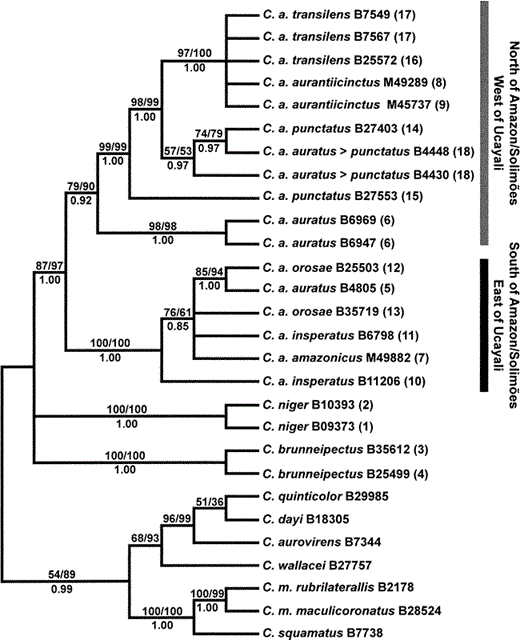 Maximum likelihood bootstrap consensus (L = 5788.409) showing the phylogenetic relationships of species and populations within the Capito niger superspecies complex. Numbers above the branches indicate maximum likelihood/maximum parsimony bootstrap support (only >50% are shown). Model used in maximum likelihood analysis includes substitution types (A-C, A-T, C-G, and G-T = 1.000; A-G = 23.758, C-T = 28.580), unequal base frequencies (A = 0.247, C = 0.333, G = 0.142, T = 0.278), and rate heterogeneity according to a gamma distribution (shape parameter = 0.196). Numbers below the branches indicate Bayesian posterior probability values. Immediately following the species names are the specimen numbers for the tissue samples as shown in Table 1. Numbers in parentheses to the right of the specimen numbers refer to localities labeled on Figure 1. The taxon name C. a. auratus > punctatus denotes a morphological intergrade between these two subspecies