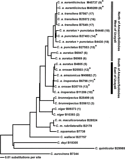 Maximum likelihood phylogram (L = 5788.361) of the phylogenetic relationships of species and populations within the Capito niger superspecies complex. The corrected branch lengths, which are proportional to the number of substitutions per site, were calculated under the TrN+G model with the same parameter values and settings reported for Figure 2. Numbers immediately following the species names refer to the specimen numbers for the tissue samples as shown in Table 1. Numbers in parentheses to the right of the specimen numbers refer to localities labeled on Figure 1. C. auratus specimens with orange throat coloration are denoted with an asterisk, whereas C. auratus specimens with red throat coloration are not marked with an asterisk. The taxon name C. a. auratus > punctatus denotes a morphological intergrade between these two subspecies