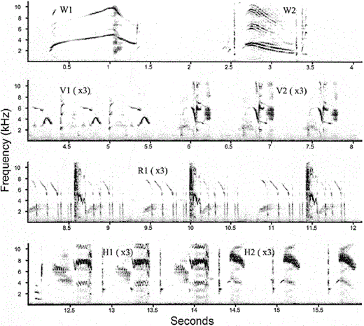 Sonogram of a complete song bout of a female starling (W is a whistle, V is a variable, R is a rattle, and H is a high-frequency phrase type). The illustrated song bout contains 7 different phrase types (two whistle, two variable, one rattle and two high-frequency phrase types) and 17 phrases