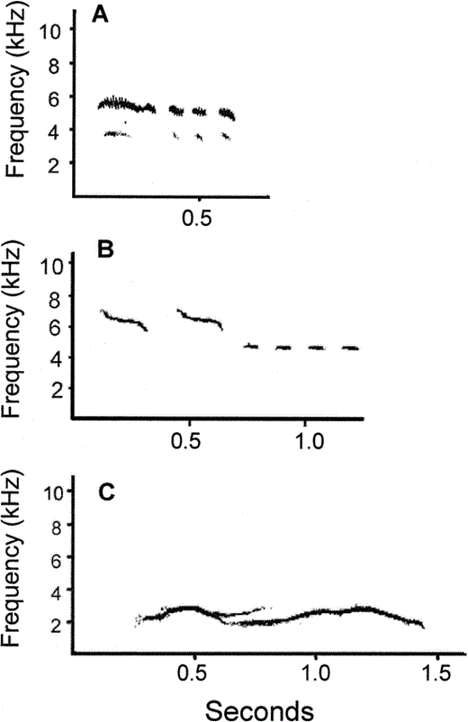 Examples of heterospecific imitations sung by female starlings: A) Blue Tit (Parus caeruleus) imitation by a female starling, B) Sonogram of an actual Blue Tit song, and C) Imitation of an ambulance by a female starling