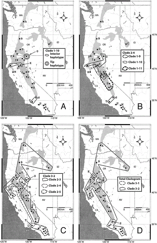 Figure 4. Diagrammatical representation of biogeographic conclusions inferred by the nested clade phylogeographical analysis (Table 3). (A) Clade 1-10, past fragmentation; (B) clade 2-4, restricted gene flow; (C) clade 3-2, possible range expansion; and (D) total cladogram, restricted gene flow. Lightly shaded area indicates the distribution of the White-headed Woodpecker, and dark shaded area is water. For clade 1-10, tip haplotype refers to the haplotype (G1, G2, G3, and G5) derived from the interior haplotype (J1, K5, S4, and T6). State abbreviations: CA = California, ID = Idaho, NV = Nevada, OR = Oregon, and WA = Washington