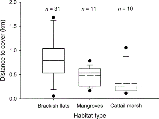 Figure 1. Distances to nearest vegetation cover from Western Sandpiper trapping sites in three habitat types in Bahía Santa María, northwestern Mexico, during the nonbreeding seasons of 2000–2001. The box and whiskers plots show the mean as a dotted line and the median as a solid line (a solid line with no dotted line indicates median = mean), and 5% and 95% (circles), 10% and 90% (whiskers), and 25% and 75% (box) quartiles