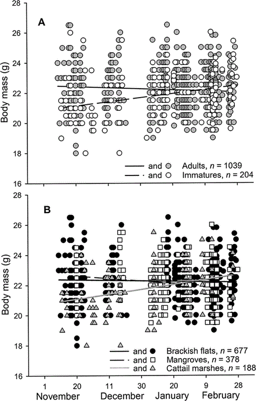 Figure 4. Body mass of male Western Sandpipers in Bahía Santa María, northwestern Mexico, during the nonbreeding seasons of 1999–2001, with respect to age classes (A) and habitat types (B)