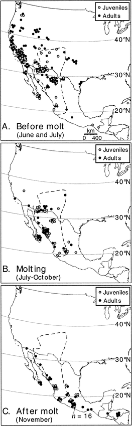 Figure 1. Geography of Ash-throated Flycatchers a) before molt in June and July, b) while molting, and c) shortly after molt. Dashed line indicates the geographical distribution of the Mexican monsoon region, including Baja California Sur (Comrie and Glenn 1998)