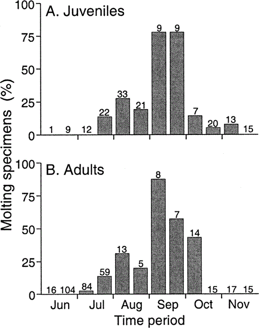 Figure 4. Temporal distribution of flight feather molt in a) juvenile and b) adult Ash-throated Flycatchers. Each bar represents a semimonthly period (e.g., 1–15 July). Sample sizes are shown above bars