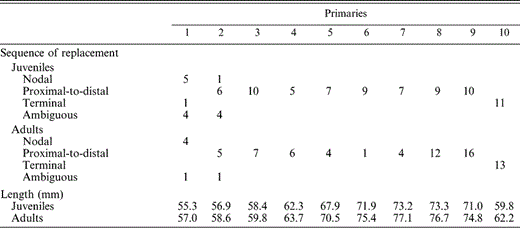 Sequence of replacement and lengths of primary wing feathers grown by Ash-throated Flycatchers during the prebasic molt. Shown are numbers of feathers indicating molt sequence at each position in the wing. Primary molt begins at P1 and proceeds distally to P10 in juveniles and adults. No feathers showed a distal-to-proximal replacement pattern. Within each age class, primary length (mm) is the mean of five specimens of each sex