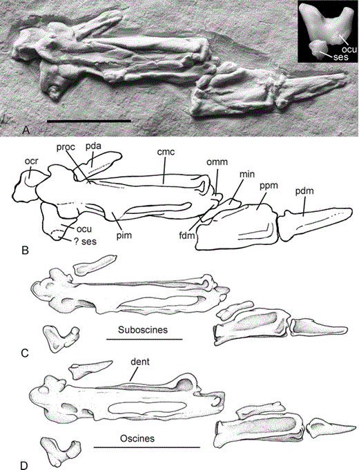 Figure 1. Distal part of right wings for comparison; the carpometacarpus is seen in dorsal view, the distal phalanges in ventral view. A: the fossil passerine SMF Av 504; inset: os carpi ulnare of the Superb Lyrebird (Menura novaehollandiae, oscines, Menuridae); B: schematic labeled drawing; C: African Broadbill (Smithornis capensis, suboscines, Eurylaimidae); D: Yellow-faced Honeyeater (Lichenostomus chrysops, oscines, Meliphagidae). Abbreviations: cmc = carpometacarpus, dent = processus dentiformis, fdm = facies articularis digitalis minor, min = phalanx digiti minoris, ocr = os carpi radiale, ocu = os carpi ulnare, omm = distal end of os metacarpale minus, pda = phalanx digiti alulae, pdm = phalanx distalis digiti majoris, pim = processus intermetacarpalis, ppm = phalanx proximalis digiti majoris, proc = process at proximal end of sulcus tendinosus, ses = sesamoid bone. Fossil coated with ammonium chloride to enhance contrast; note that, for diagenetic reasons, the bones of the fossil appear wider than they probably were originally. Scale bars equal 5 mm
