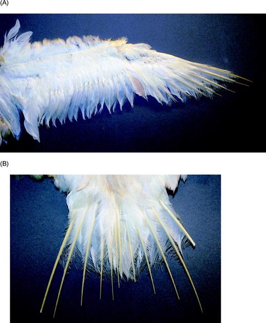 Figure 1. (A) Ventral surface of the left wing and (B) tail of the albino juvenile Great Frigatebird showing the destruction of the barbs and the exposed rachises