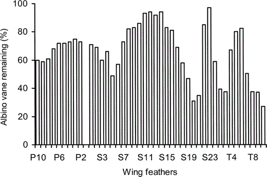 Figure 2. The proportion of intact vane in the wing feathers of the albino juvenile Great Frigatebird, plotted as a percentage of the length of the vane of a wing feather from the same position on a typically colored juvenile Great Frigatebird. Primary 10 (P10) is the outermost primary and primary 1 (P1) is nearest the wrist. P1 on both wings had just been molted and the measurement of the partially regrown replacement feather is not included in the figure. Secondary 1 (S1) is next to P1 and S23 is the secondary closest to the body and next to tertiary 1 (T1). Vane lengths from feathers in the same position on the left and right wings were averaged