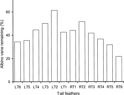 Figure 3. The proportion of intact vane in the tail feathers of the albino juvenile Great Frigatebird, plotted as a percentage of the length of the vane of a tail feather from the same position on a typically colored juvenile Great Frigatebird. Numbering of the tail feathers, of which there are 12, begins with the middle two tail feathers and proceeds innermost to outermost on the left (LT1–LT6) and right (RT1–RT6) sides