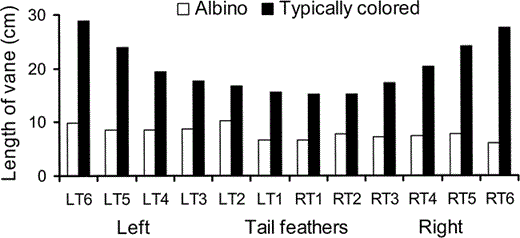 Figure 4. The length of the intact vane of the tail feathers of an albino (white columns) and a typical (dark columns) juvenile Great Frigatebird plotted as a function of position in the tail