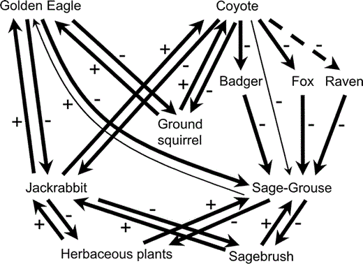 Simplified diagram of trophic interactions in sagebrush habitats occupied by sage-grouse.